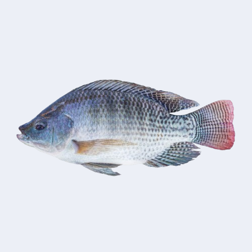 তেলাপিয়া 1kg